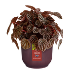 the winery collection 14cm rojo burdeos